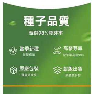 🔥櫻桃蘿蔔🔥A54 蘿蔔種子 櫻桃蘿蔔種子 一袋5g約500粒 蔬菜種子 原廠包裝 對版出貨 發芽率高95%