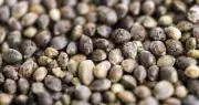 Mazar Hybrid Hemp Seeds