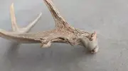 Cool Rare Growth Pattern | Multi-Point Whole Antler Shed | 4 Points | 0.9 Lbs