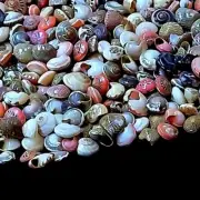 Tiny Swirl Conch Shells Natural Sea Shell approx.2400 pcs 1 Pound
