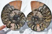 Large Black Ammonite PAIR Deep Crystals 110myo FOSSIL XXL 170mm 6.6" 9541aa