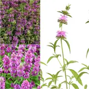 Lemon Mint (Bergamot) seeds
