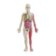 DIY Assembly of Noctilucent Human Organ Skeleton Model Anatomy for Early6313