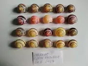 Land shells Helicidae Cepaea nemoralis very nice colors set of 20 pieces snail