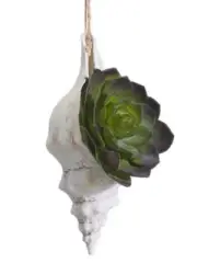 6" Echeveria Shell Ornament w/ Succulent