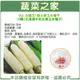 【蔬菜之家】G50.白龍王1號水果玉米種子10顆(北海道牛奶水果玉米種子)