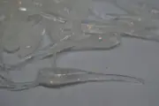 JASONS 2" STINGER SHAD 30 PACK CRAPPIE LURES JIGS GHOST PRISM
