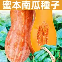 在飛比找蝦皮購物優惠-早熟蜜本南瓜種子 新品種南瓜種子 香芋南瓜種子 紅栗南瓜種子