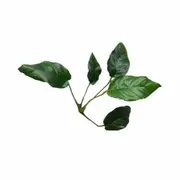 Anubias Paco For Fish Shrimp Snail Tank Aquarium