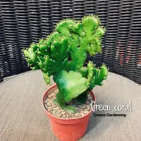 在飛比找蝦皮購物優惠-［王冠園藝］綠珊瑚 Green coral 大葉 多肉植物 