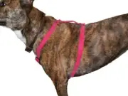 Glow Dog Reflective Fido Harness