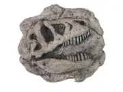 Dinosaur fossil replica T-Rex skull
