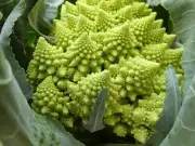 Broccoli Romanesco - Heirloom Vegetable by Life-Force Seeds Australia