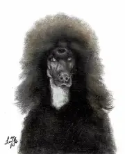 ✿ ORIGINAL Oil Dog Portrait Painting POODLE Artist Signed Black Puppy Artwork