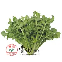 在飛比找蝦皮購物優惠-【野菜部屋~】B27 美國菊苣種子2.4公克 , 野性強 ,