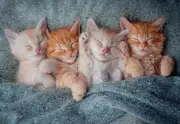 Castorland - The Sweetest Kittens Puzzle 1000pc