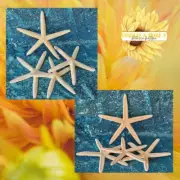 2 PCS Estrella De Mar Yemaya Olokun Finger Starfish Yoruba Santeria Orisha Altar