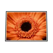 Galrie Stunning Close-Up of a Red Flower - Fine Art Photography, Black Frame, A2 42 x 60cm (16 x 24inch)