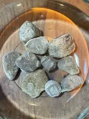 Natural Ohio Rocks For Tank Decorating- Nice Sea Coral Fossils Aquascaping