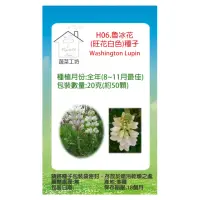 在飛比找momo購物網優惠-【蔬菜工坊】H06.魯冰花種子(旺花白色)