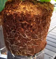 Coconut Coir Peat Natural Organic ceylon For Planting Good Quality