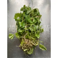 在飛比找蝦皮購物優惠-積雪草 新鮮 含殼草 雷公根 藥食同源 野菜