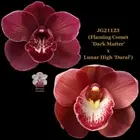 Cymbidium Seedling JG21123 (Flaming Comet 'Dark Matter' x Lunar High 'Dural')