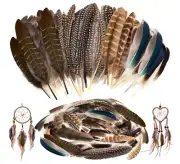 Hat Feathers Men, 50 Pcs Pheasant for Hats, Small Multicolor: 50Pcs