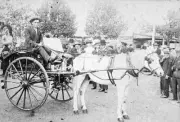 AF Warne Dairy Cart Quarry Hill Bendigo Victoria 1908 Old Photo