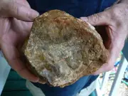 (DF846-9) 6" Fossil REAL DINOSAUR POOP Coprolite Dino Valley Utah DUNG Poo Scat