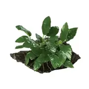 Anubias Paco On Mini Driftwood For Fish Shrimp Snail Tank Aquarium