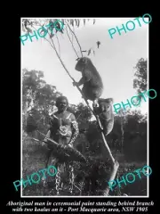 OLD LARGE HISTORICAL PHOTO OF ABORIGINAL MAN WITH KOALAS IN TREE NSW 1905