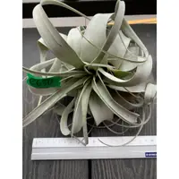 在飛比找蝦皮購物優惠-「有植氛圍」空氣鳳梨-霸王鳳 霸王xerographica 