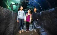 在飛比找KLOOK 客路優惠-慕尼黑 SEA LIFE 水族館門票