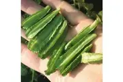 ASPARAGUS PEA / WINGED PEA Tetragonolobus purpureus seeds