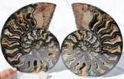 Large Black Ammonite PAIR Deep Crystals 110myo FOSSIL XXL 153mm 6.0" 9582cc