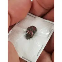 在飛比找蝦皮購物優惠-【黃金蟲蘭 網路商店】鹿角糞金龜(紅色型)(Proagode