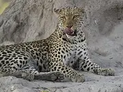 Leopard (Panthera pardus) on Termite Mound licking mouth, Linyanti Concession, Ngamiland, Botswana Poster Print (9 x 12)