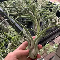 在飛比找蝦皮購物優惠-【啾子花藝】空氣鳳梨 女王頭/梅杜莎 Tillandsia 