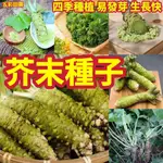 免運 開發票【芥末種子】辣根 山葵種子 綠芥末種子 四季播種 庭院蔬菜 種子 驅寒辣菜高產優質 蔬菜種子 包發芽