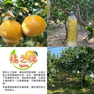 【橘之緣】 預購 台中東勢23A茂谷柑10斤禮盒x2箱(約36~38顆/箱_產地直送_常溫宅配_橘子)下訂後6個工作天內出貨