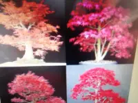 在飛比找Yahoo!奇摩拍賣優惠-特殊少見的日本品種紅楓樹槭樹名字叫初星星，小葉鮮豔紅色的紅楓