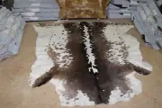 32 Ft Original Cowhide Rug/fur skin, Fully Processed Cow Hide Upholstery Skin