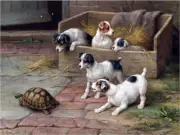 Puppies Tortoise Accent Tile Mural Kitchen Wall Backsplash Marble Ceramic