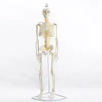 在飛比找蝦皮購物優惠-85CM掛式人體骨骼脊神經模型醫學用瑜伽健身教學習骨骼模型 