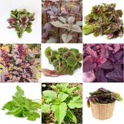 Amaranth - Heirloom Mix seeds