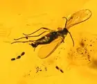 Detailed Sciaridae (Gnat) Laying Eggs, Fossil Inclusion in Baltic Amber
