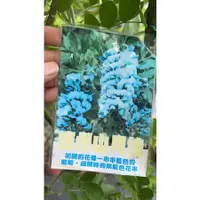 在飛比找蝦皮購物優惠-德州山月桂7-8吋盆一棵1500宅配一箱3棵