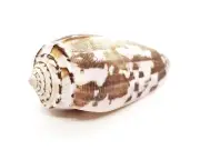 CONE Shell sea snail Seashell Ocean Decor Collectible