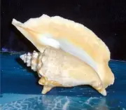4" to 5-1/2" ROOSTER CONCH, STROMBUS GALLUS SEA SHELL, BEACH DECOR, NAUTICAL A4